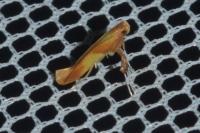 Caloptilia robustella