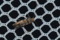 Phyllonorycter klemannella