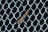 Phyllonorycter trifasciella