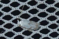 Pseudopostega crepusculella