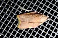 Carcina quercana