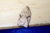 Acleris ferrugana/notana