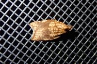 Acleris rhombana