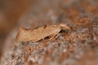 Ypsolopha alpella