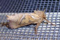 Triodia sylvina