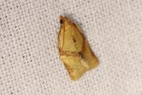 Clepsis consimilana
