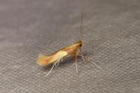 Caloptilia robustella