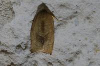 Cacoecimorpha pronubana