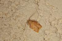 Carcina quercana