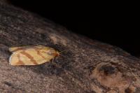 Clepsis pallidana