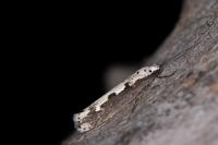 Ethmia bipunctella