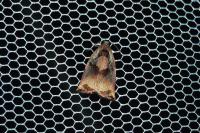 Archips podana