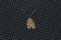 Carcina quercana