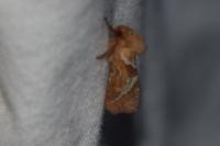 Triodia sylvina