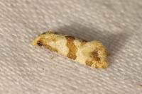 Phalonidia contractana