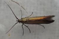Coleophora alcyonipennella