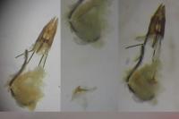 Coleophora alcyonipennella