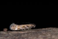 Aristotelia prohaskaella
