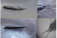 Coleophora albitarsella
