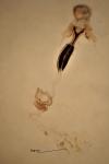 Coleophora albitarsella