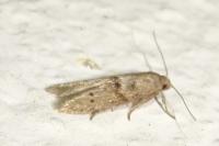 Blastobasis