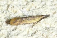 Dichomeris acuminata