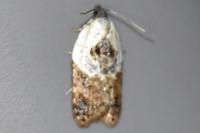 Acleris variegana