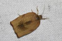 Cacoecimorpha pronubana