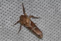 Triodia sylvina