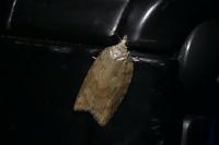 Acleris sparsana