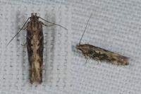 Scrobipalpa ocellatella
