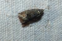 Cydia splendana