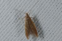 Coleophora