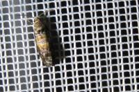 Cymolomia hartigiana