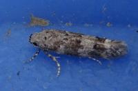 Exoteleia dodecella