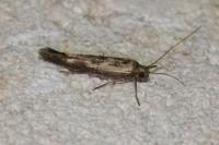 Scythris limbella