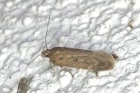 Bryotropha desertella
