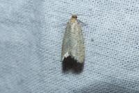 Isotrias stramentana