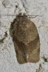 Syndemis musculana