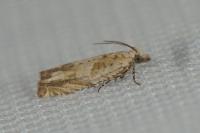 Eucosma tripoliana
