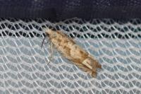Eucosma tripoliana