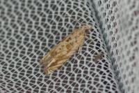 Eucosma tripoliana