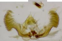 Eucosma tripoliana