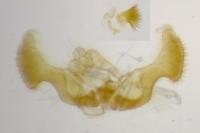 Eucosma tripoliana