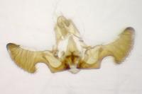 Eucosma tripoliana