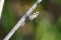 Glyphipterix fuscoviridella