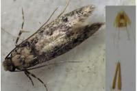 Niditinea fuscella