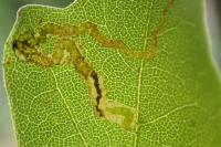 Stigmella aceris