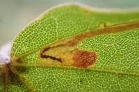 Stigmella aceris