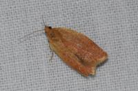 Clepsis consimilana